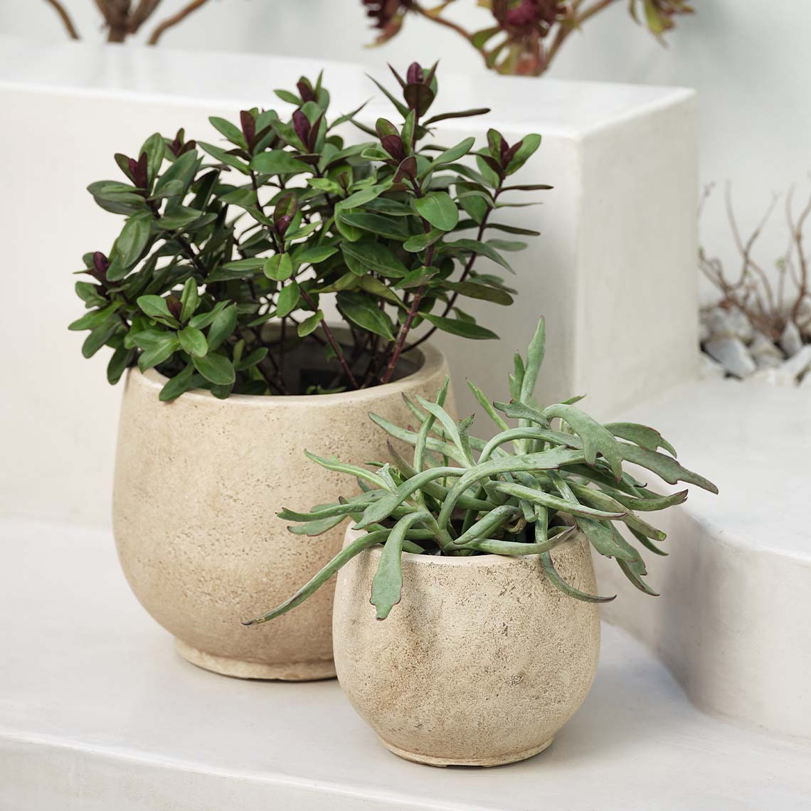 Beige fibre clay garden planters on patio